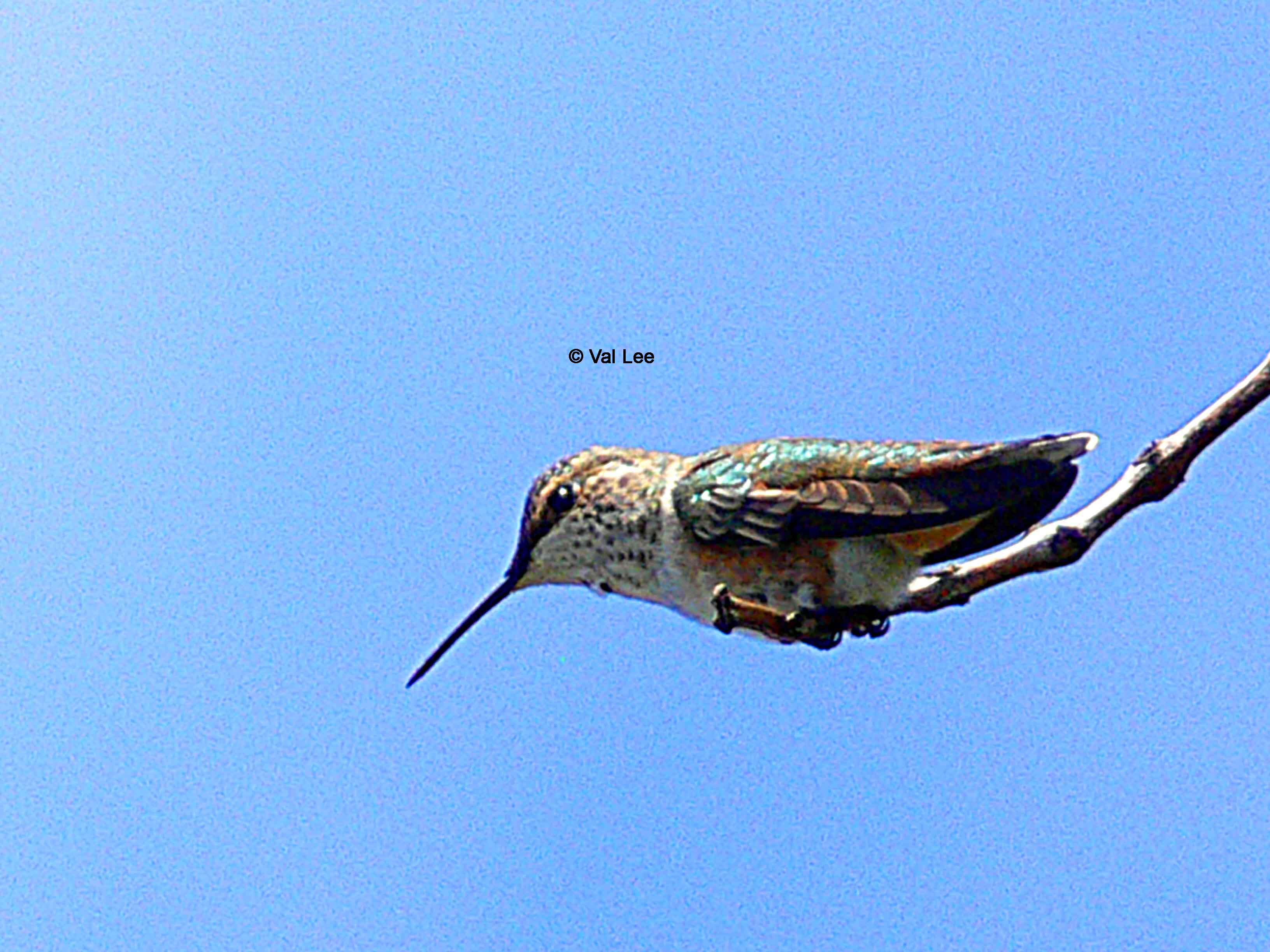 Download Southern Hummingbird Tweet Rar Free