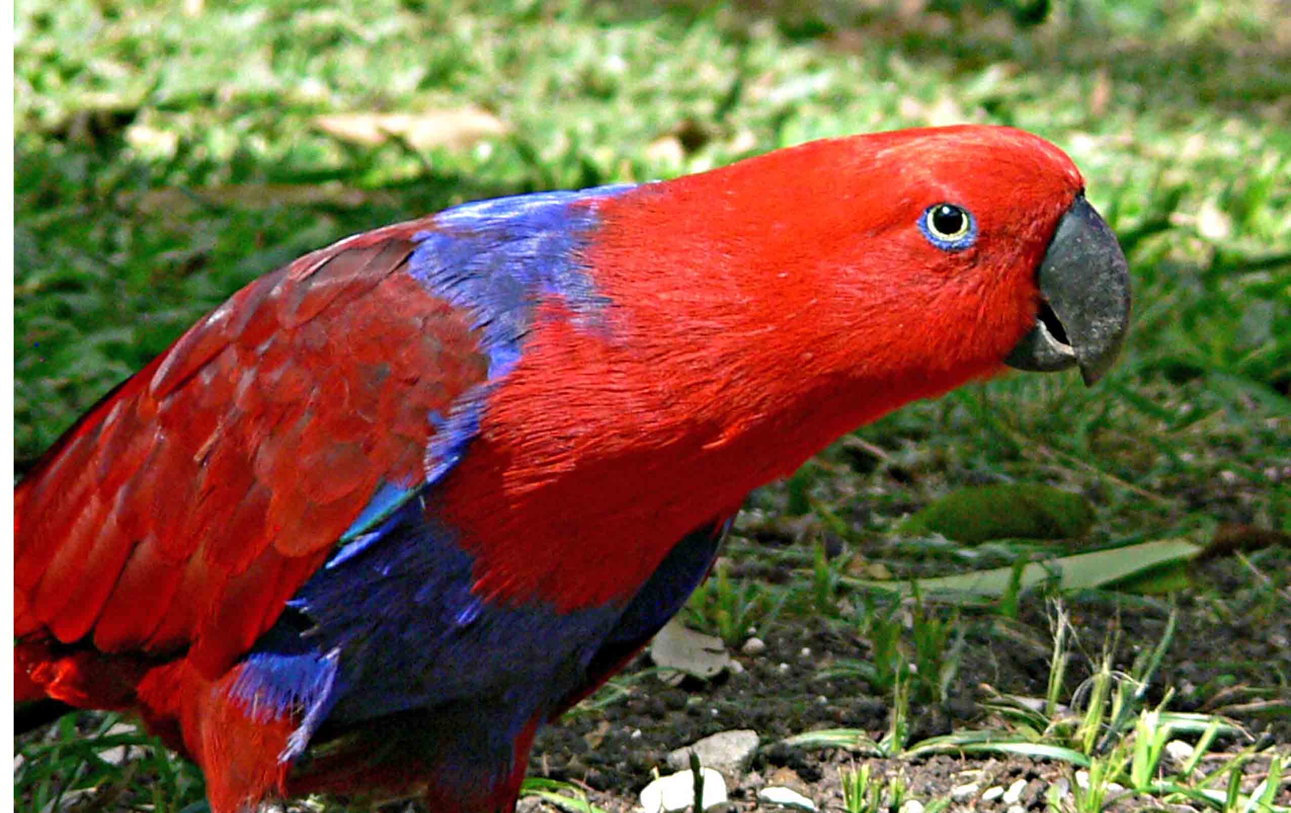Eclectus Parrot Solomon  Birds Through Val Lee39;s Looking Glass