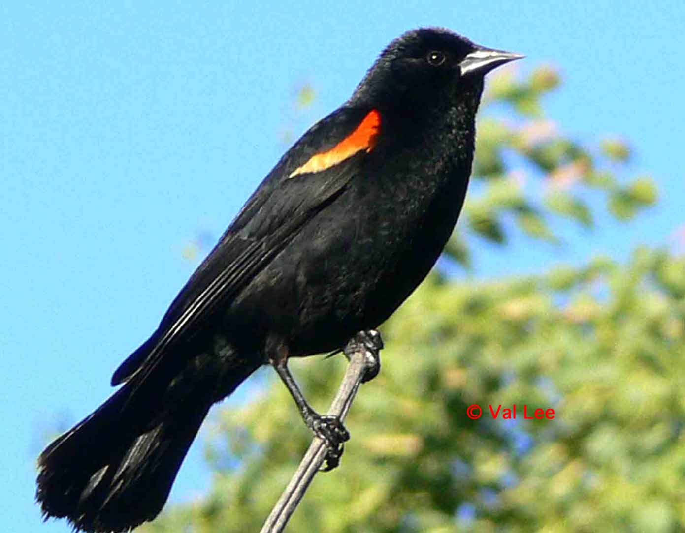 Redwinged Blackbird  Birds Through Val Lee39;s Looking Glass
