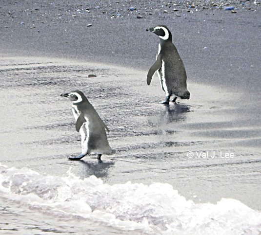 Magellanic Penguins © Val J. Lee  