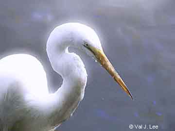 Great Egret © Val J. Lee