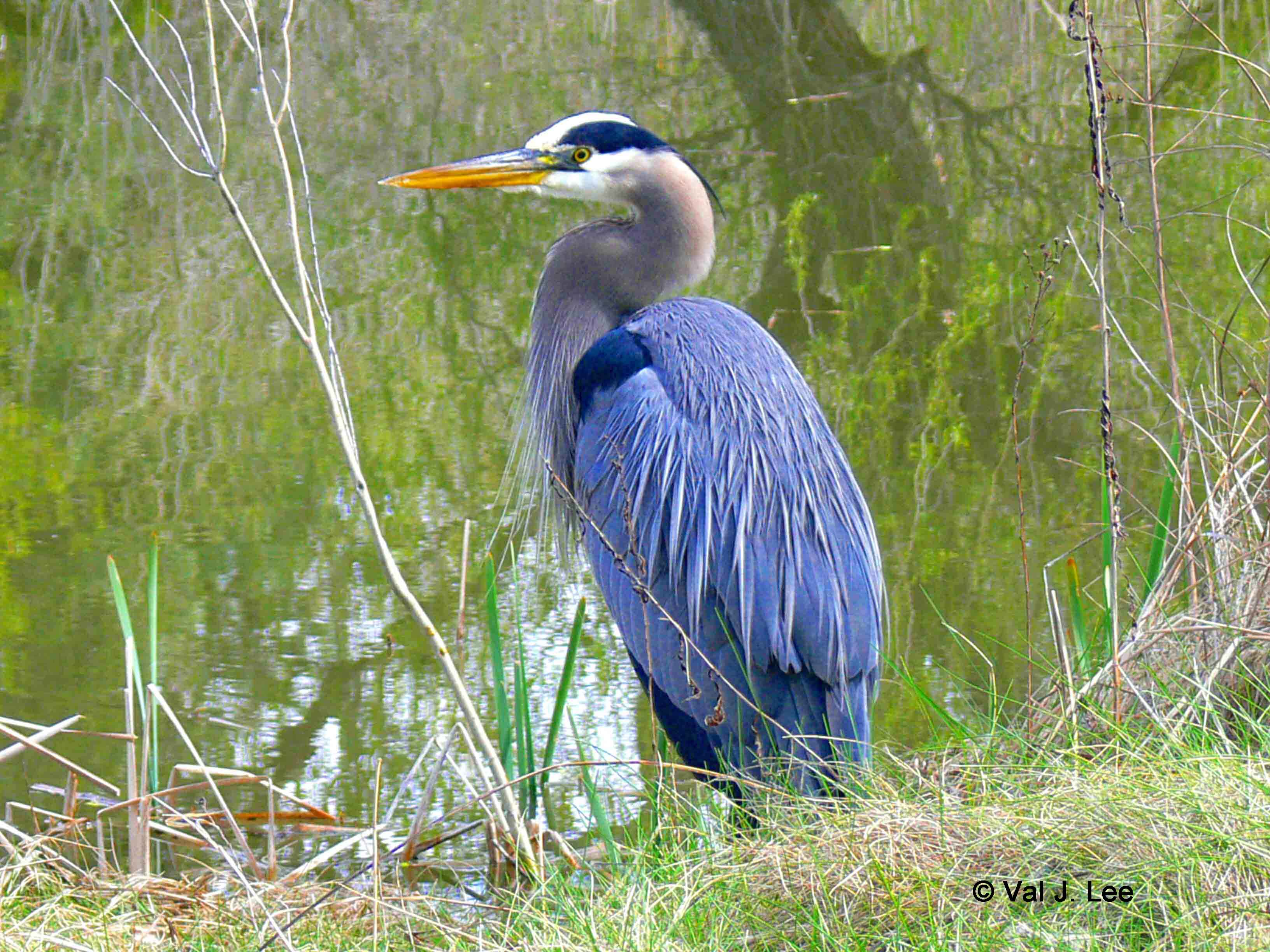Great Blue Heron  Birds Through Val Lee39;s Looking Glass