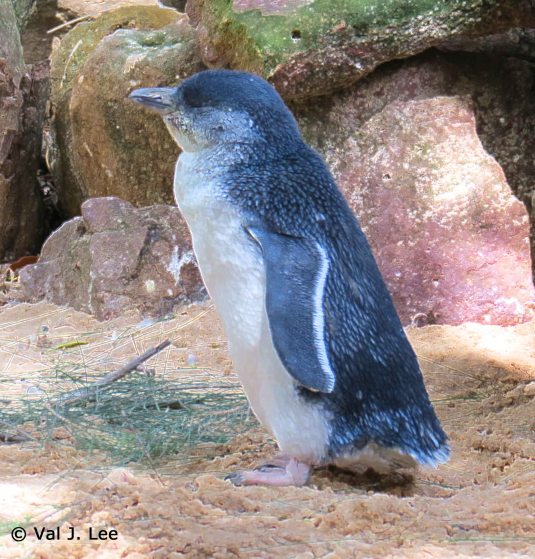 Little Blue Penguin 