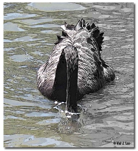 Black Swan of Australia feeding © Val J. Lee 