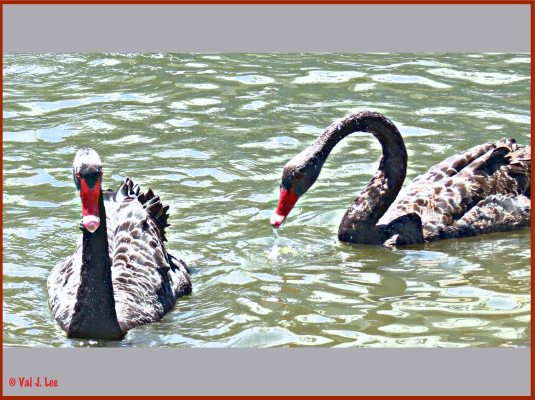 Black Swans of Australia © Val J. Lee 
