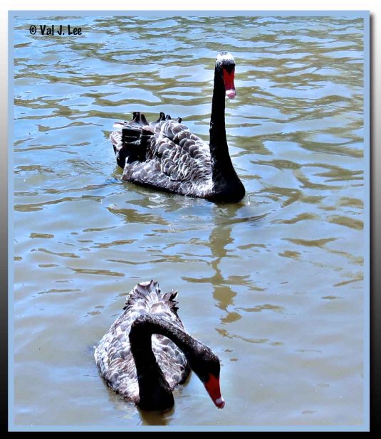 Black Swans of Australia © Val J. Lee 