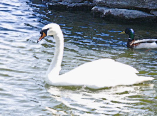 Mute Swan and Mallard Duck © Val J. Lee