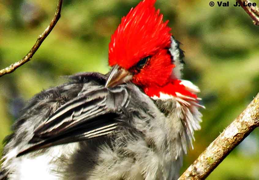 Cardinal red-crested mad