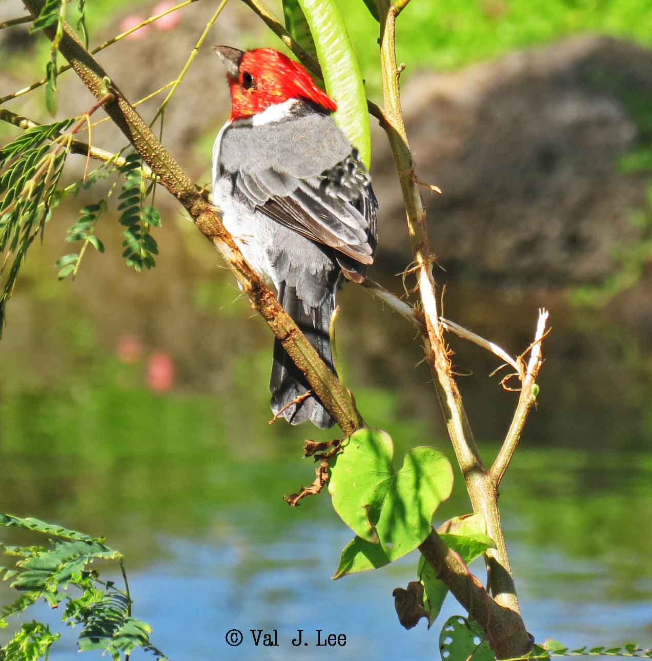 cardinal red-crested male
